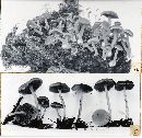 Psathyrella naucorioides image