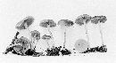 Psathyrella naucorioides image