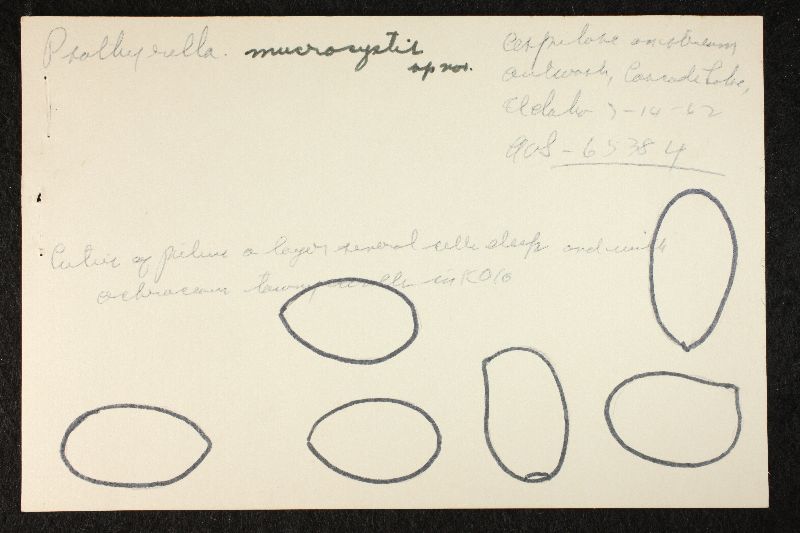 Psathyrella mucrocystis image