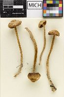 Psathyrella owyheensis image