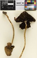 Psathyrella praetenuis image