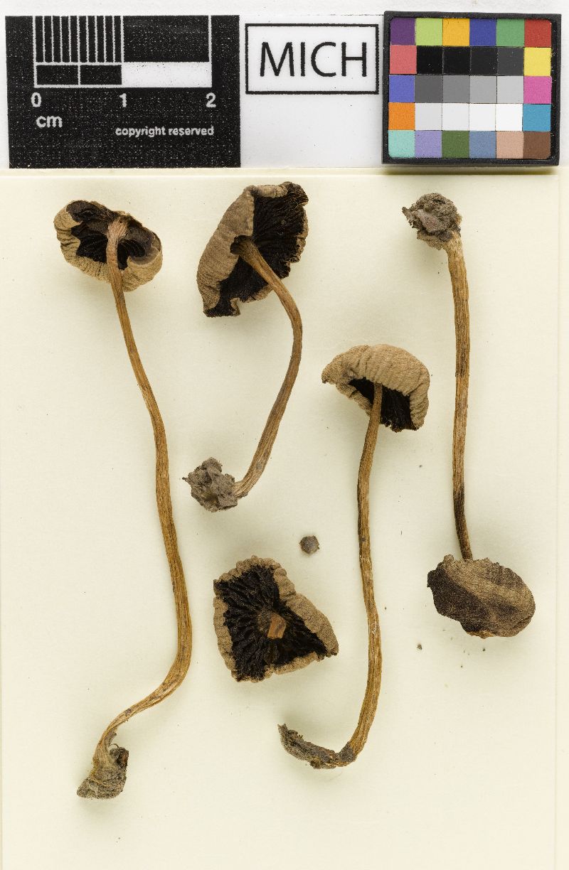 Psathyrella pseudolimicola image