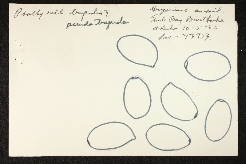 Psathyrella pseudotrepida image