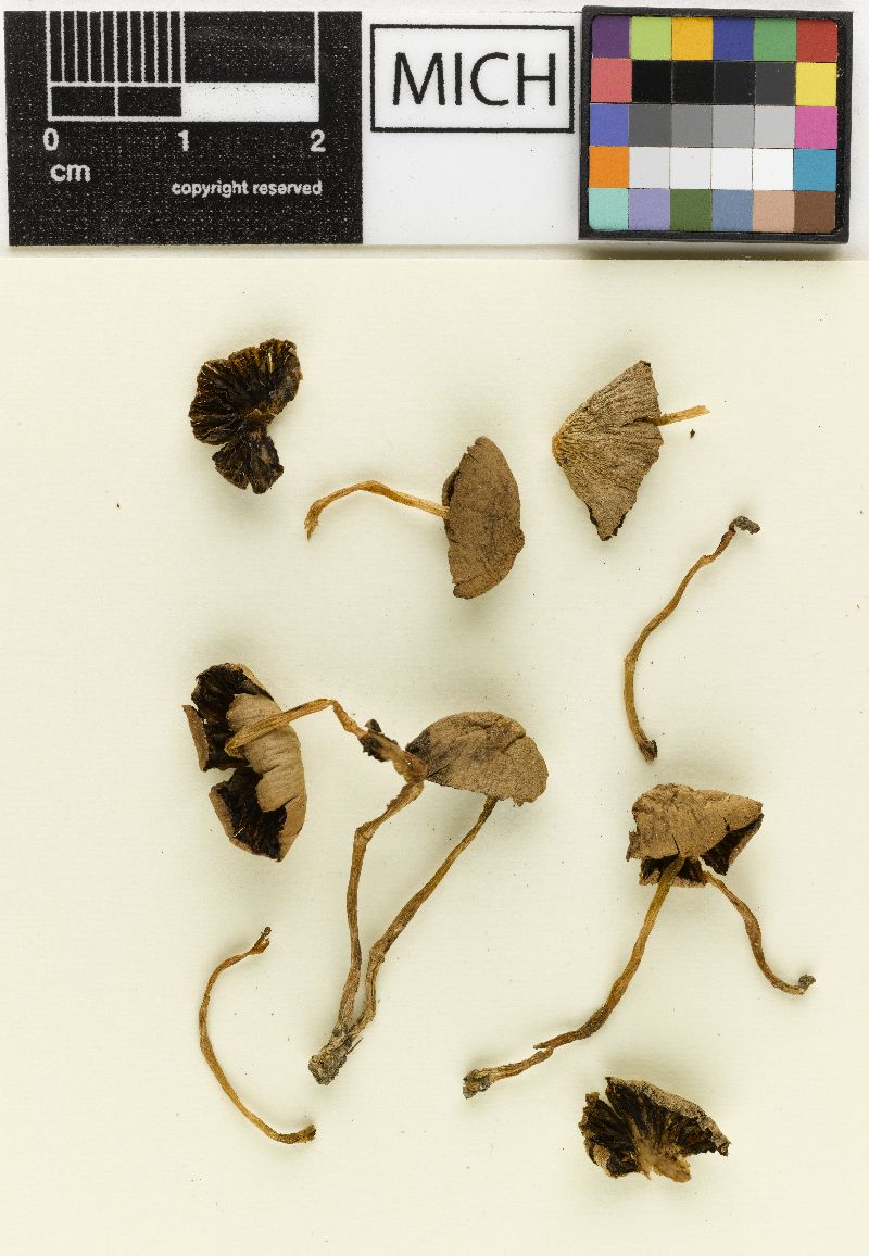 Psathyrella psilocyboides image