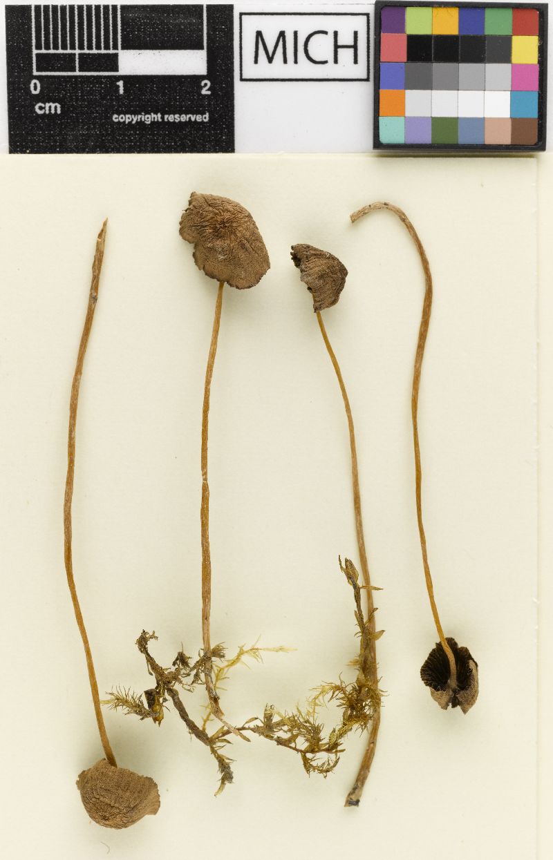Psathyrella roothaanensis image