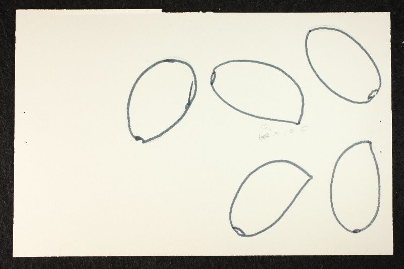 Psathyrella roothaanensis image