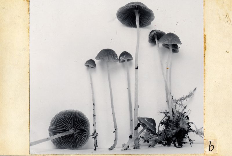 Psathyrella roothaanensis image