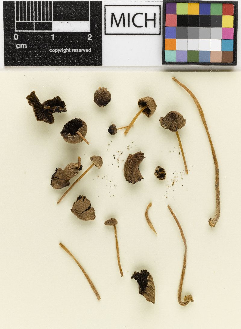 Psathyrella rufogrisea var. bonnerensis image