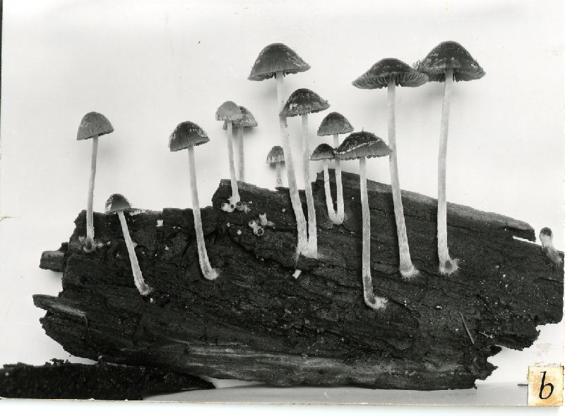 Psathyrella rufogrisea var. bonnerensis image