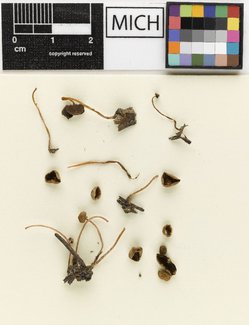 Psathyrella rufogrisea var. riparia image