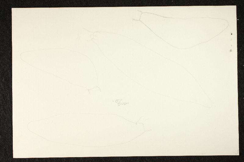 Psathyrella rufogrisea image