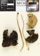 Psathyrella sublongipes image