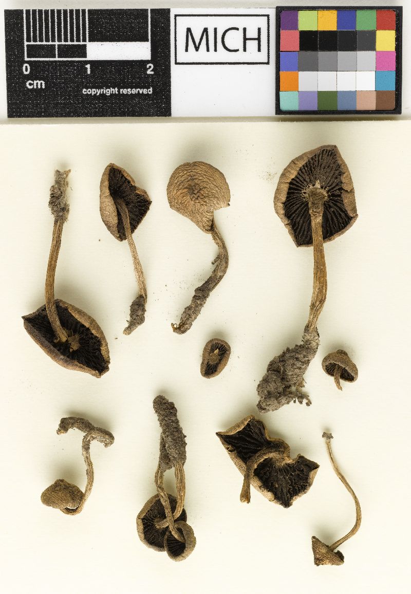 Psathyrella subradicata image