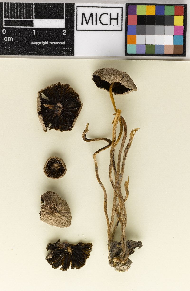 Psathyrella uskensis image