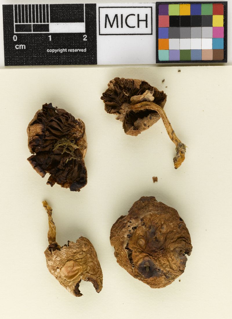 Psathyrella variata image