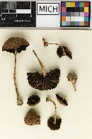 Psathyrella warrenensis image