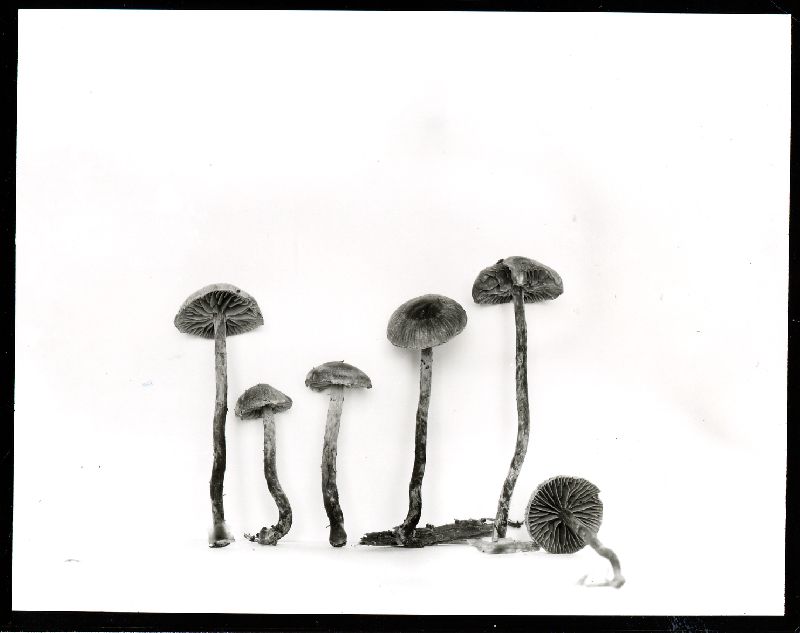 Psilocybe subborealis image