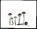 Psilocybe subborealis image