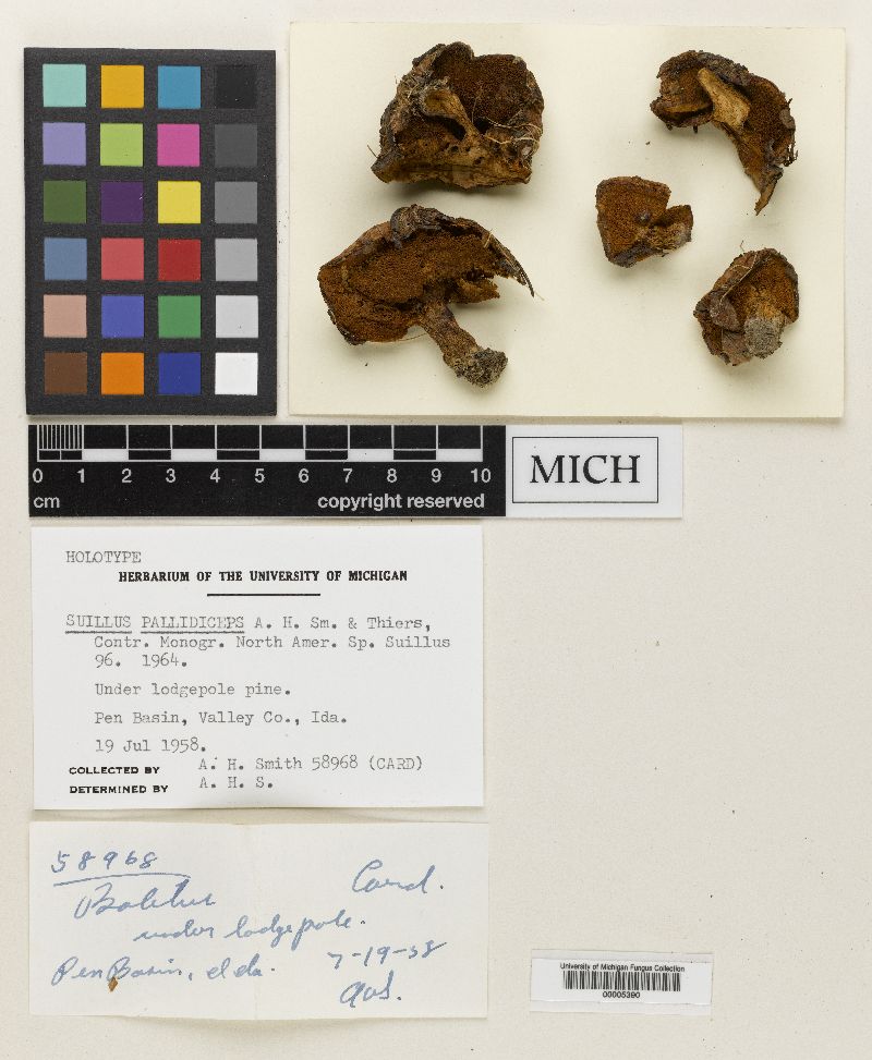 Suillus pallidiceps image
