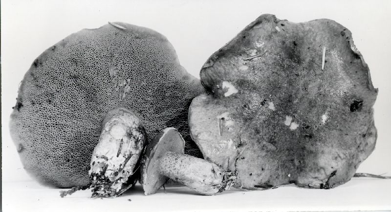 Suillus tomentosus var. discolor image