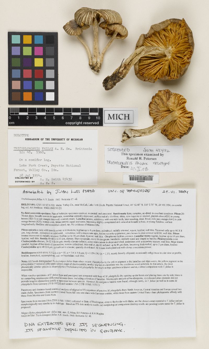 Tricholomopsis fallax image