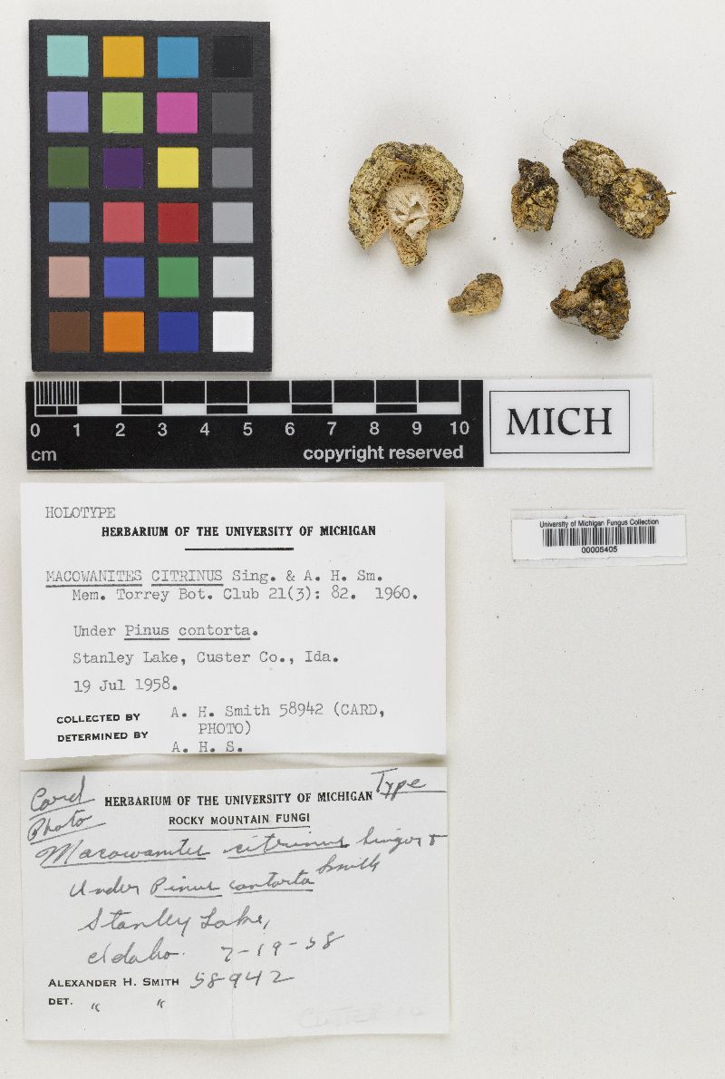 Macowanites citrinus image