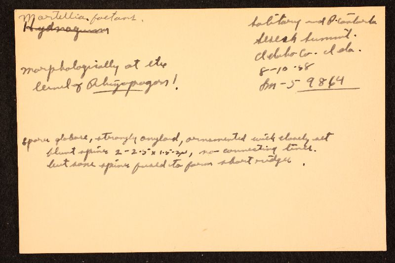 Martellia foetens image