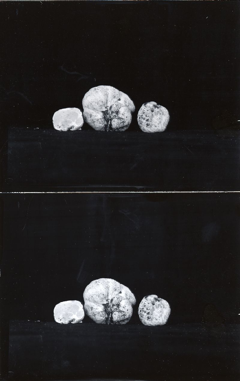 Cystangium idahoensis image