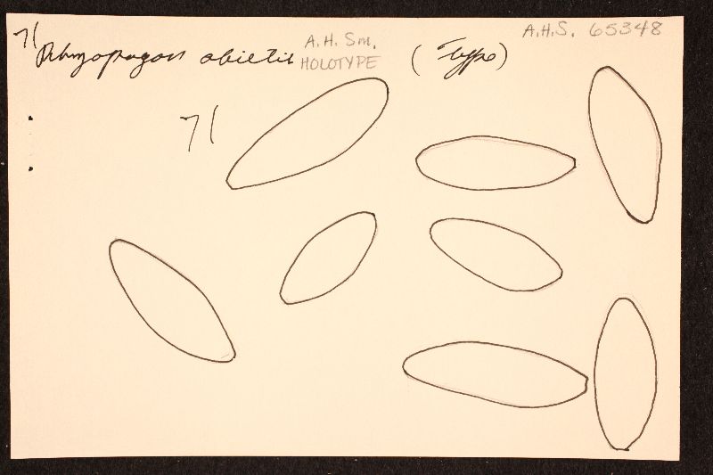 Rhizopogon abietis image