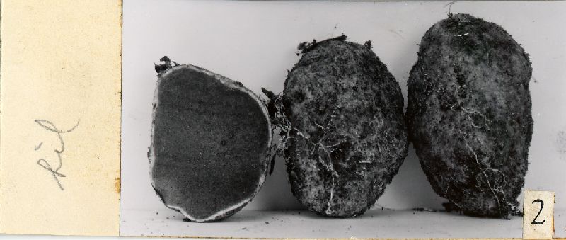 Rhizopogon argillaceus image