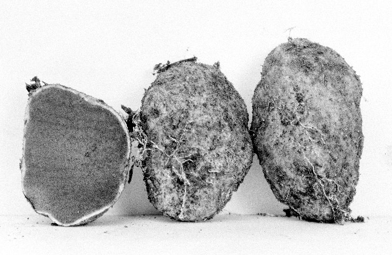 Rhizopogon argillaceus image