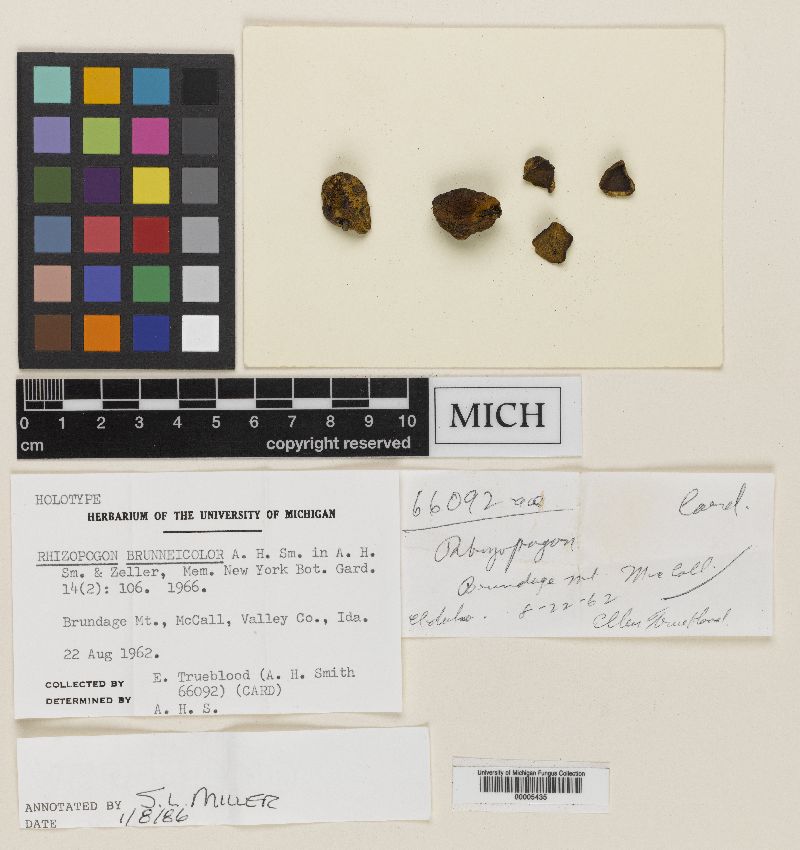 Rhizopogon brunneicolor image