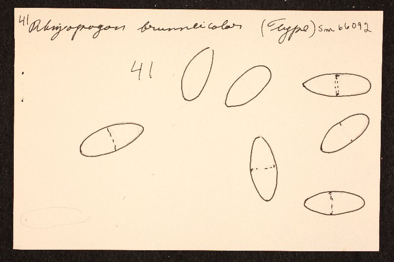 Rhizopogon brunneicolor image