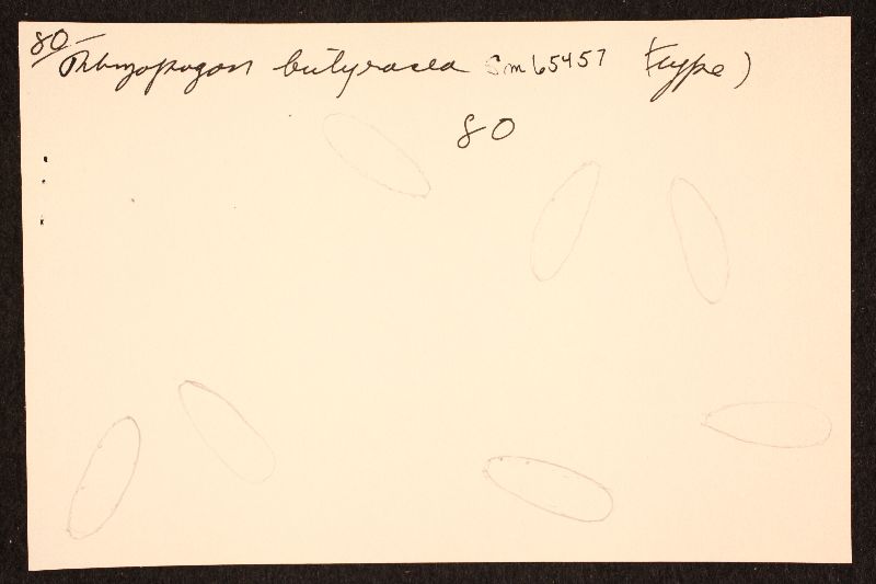 Rhizopogon butyraceus image