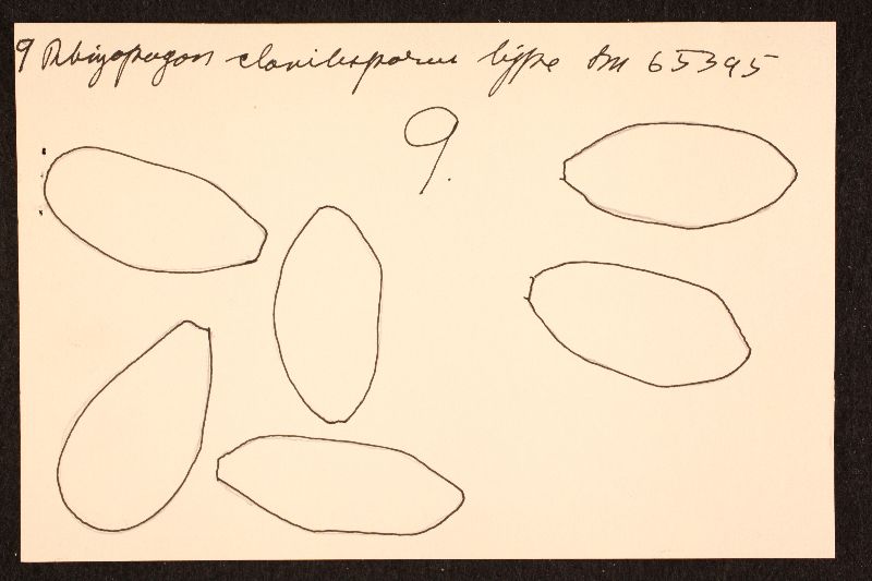 Rhizopogon clavitisporus image