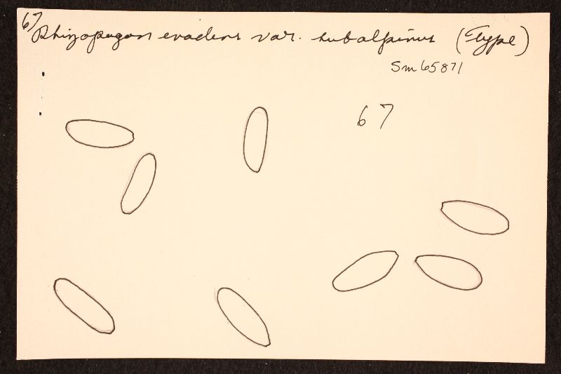 Rhizopogon evadens image