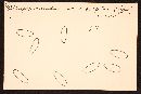 Rhizopogon evadens image