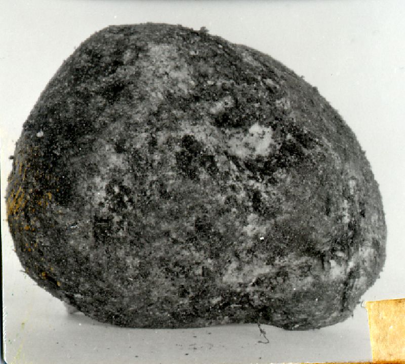 Rhizopogon fallax image
