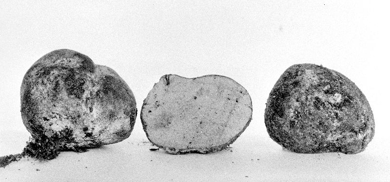 Rhizopogon fallax image