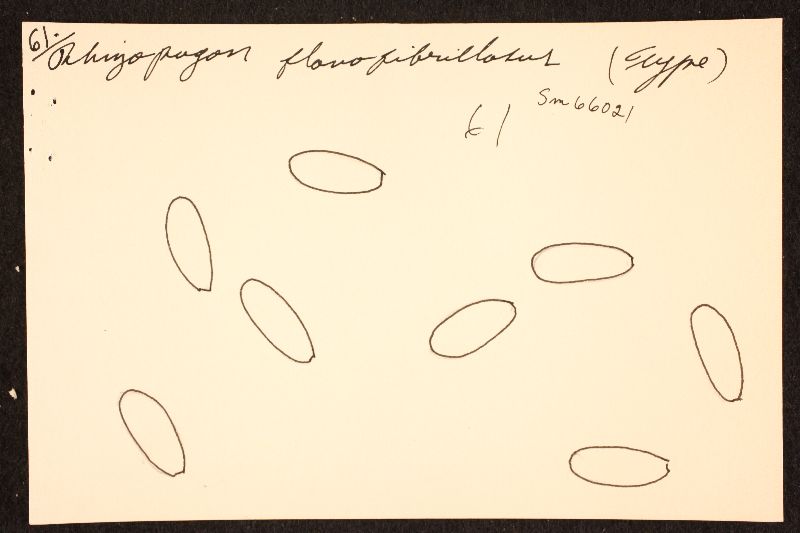 Rhizopogon flavofibrillosus image