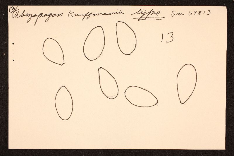 Rhizopogon kauffmanii image