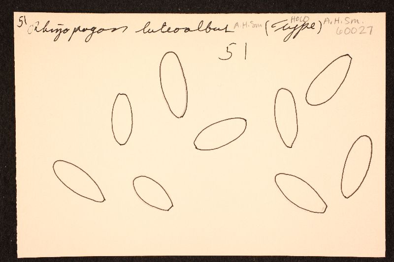 Rhizopogon luteoalbus image