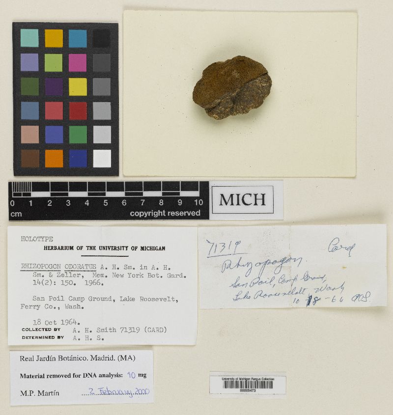 Rhizopogon odoratus image