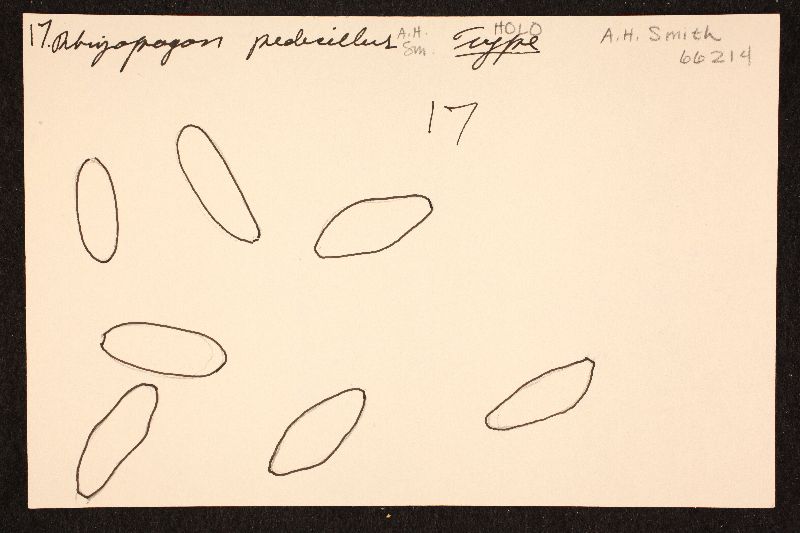 Rhizopogon pedicellus image