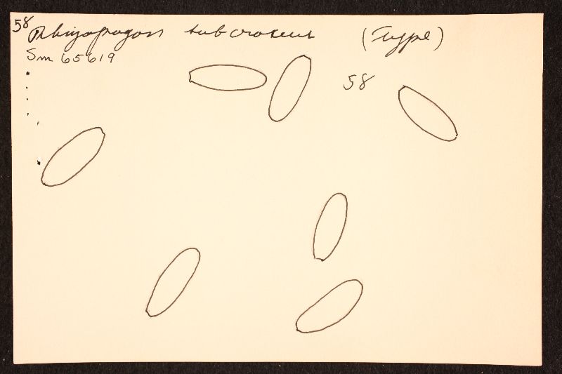 Rhizopogon subcroceus image