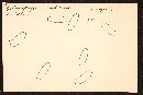 Rhizopogon subcroceus image
