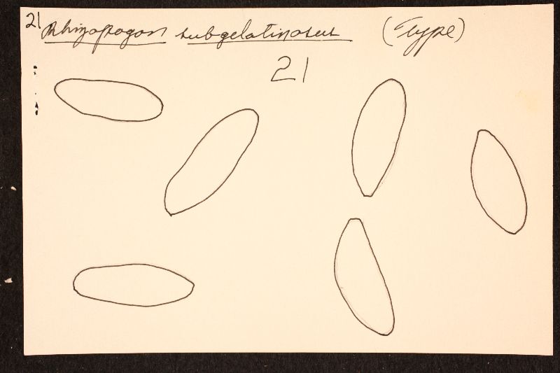 Rhizopogon subgelatinosus image