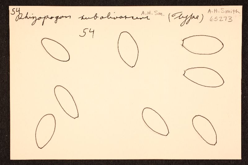 Rhizopogon subolivascens image