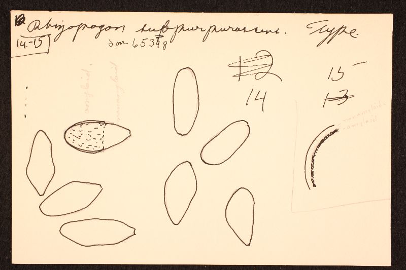 Rhizopogon subpurpurascens image