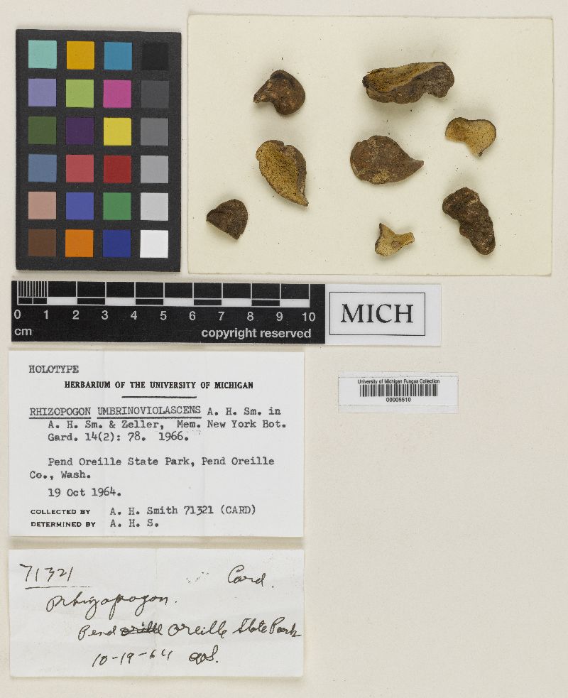 Rhizopogon umbrinoviolascens image
